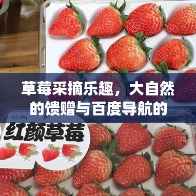 草莓采摘乐趣，大自然的馈赠与百度导航的便捷体验