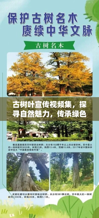 古树叶宣传视频集，探寻自然魅力，传承绿色文化之美