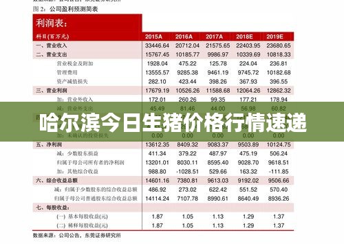 哈尔滨今日生猪价格行情速递