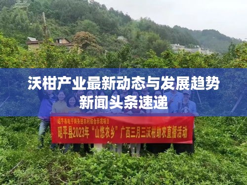 沃柑产业最新动态与发展趋势新闻头条速递