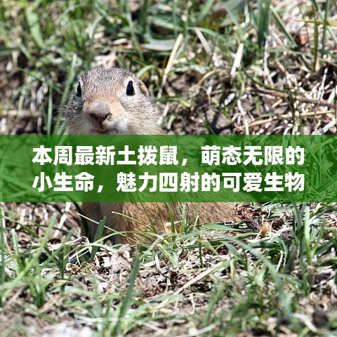 本周最新土拨鼠，萌态无限的小生命，魅力四射的可爱生物