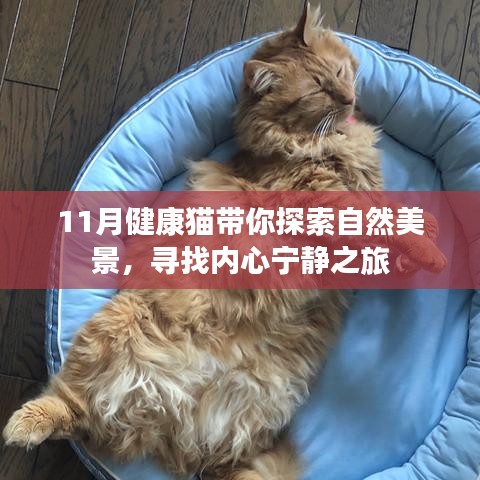 11月健康猫带你探索自然美景，寻找内心宁静之旅