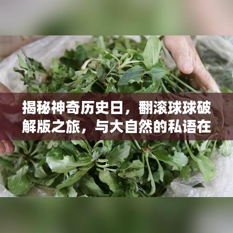 揭秘神奇历史日，翻滚球球破解版之旅，与大自然的私语在11月14日绽放异彩