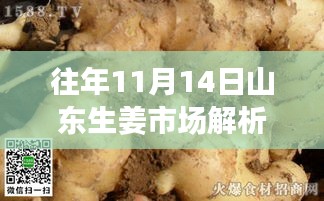 往年11月14日山东生姜市场解析，价格走势与市场新动态观察