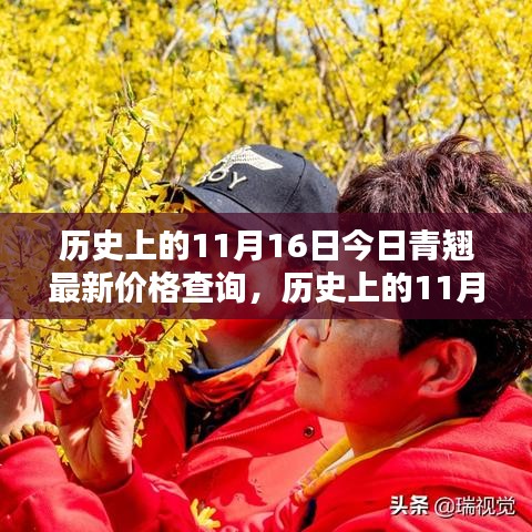 历史上的11月16日青翘最新价格深度解析与评测，今日青翘价格查询报告