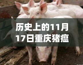 历史上的11月17日重庆猪瘟疫情深度解读与最新进展消息速递