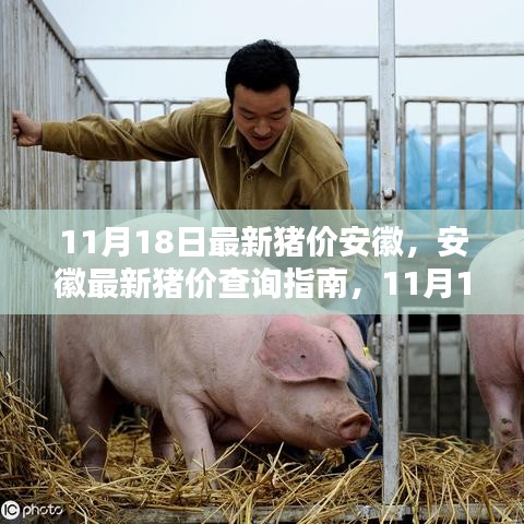 安徽最新猪价查询指南，11月18日最新猪价一网打尽