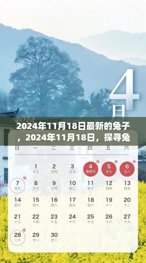 2024年11月18日最新的兔子，2024年11月18日，探寻兔子背后的故事与地位