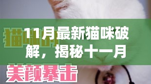 11月最新猫咪破解，揭秘十一月最新猫咪破解，如何成为猫咪主人的最佳伙伴？