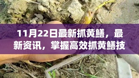 掌握高效技巧，领略最新黄鳝捕捉方法，11月22日资讯更新