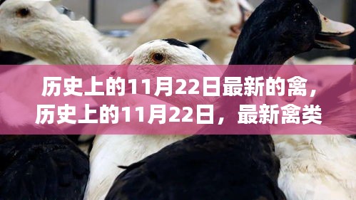 历史上的11月22日，禽类发展的里程碑事件回顾