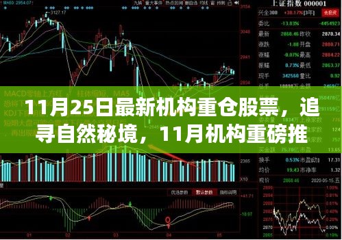 11月25日最新机构重仓股票，追寻自然秘境，11月机构重磅推荐股票与你共赴心灵之旅