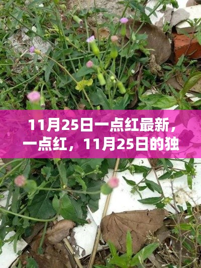 11月25日一点红最新，一点红，11月25日的独特印记，时代之光闪耀之处