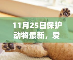 11月25日保护动物最新动态，冬日暖心日常与动物朋友的深情守护