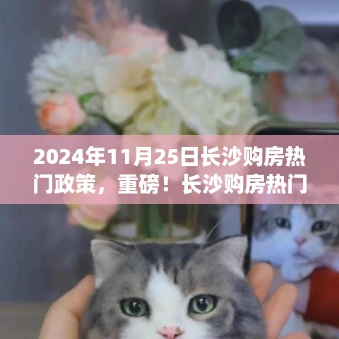 2024年11月25日长沙购房热门政策，重磅！长沙购房热门政策解读，掌握最新资讯，购房无忧——2024年11月25日