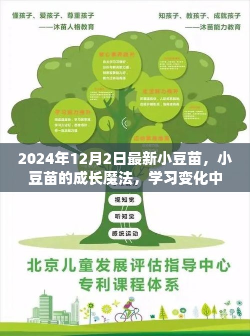 2024年12月2日最新小豆苗，小豆苗的成长魔法，学习变化中的自信与成就感，一起迈向更美好的未来