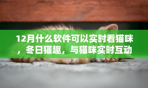 冬日猫趣，实时互动猫咪软件，温馨陪伴织就暖心时光