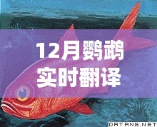 12月鹦鹉实时翻译英文版，打破语言壁垒，开启智慧生活新纪元