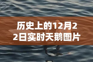 跨越时空的温馨画卷，历史天鹅舞与实时天鹅图片集锦，纪念12月22日冬日时光