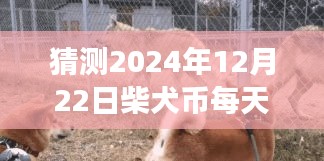 探秘特色小店与柴犬币行情预测，揭秘未来柴犬币价格走势与日常价格动态（2024年12月22日）