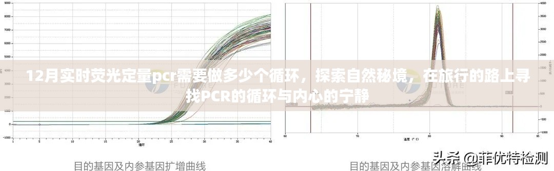 探索自然秘境之旅，PCR循环与内心宁静的探寻