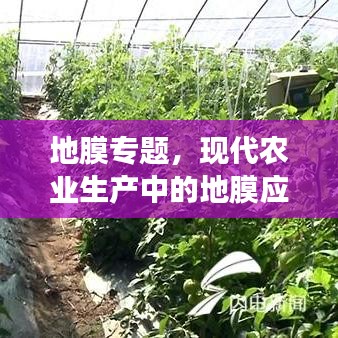 地膜专题，现代农业生产中的地膜应用与发展趋势探索