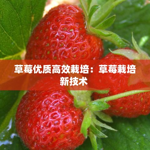 草莓优质高效栽培：草莓栽培新技术 