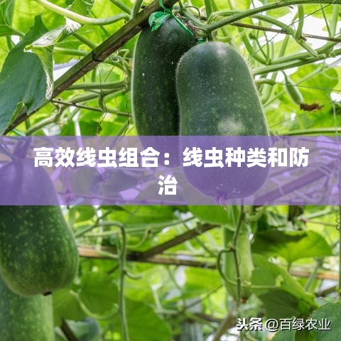 高效线虫组合：线虫种类和防治 