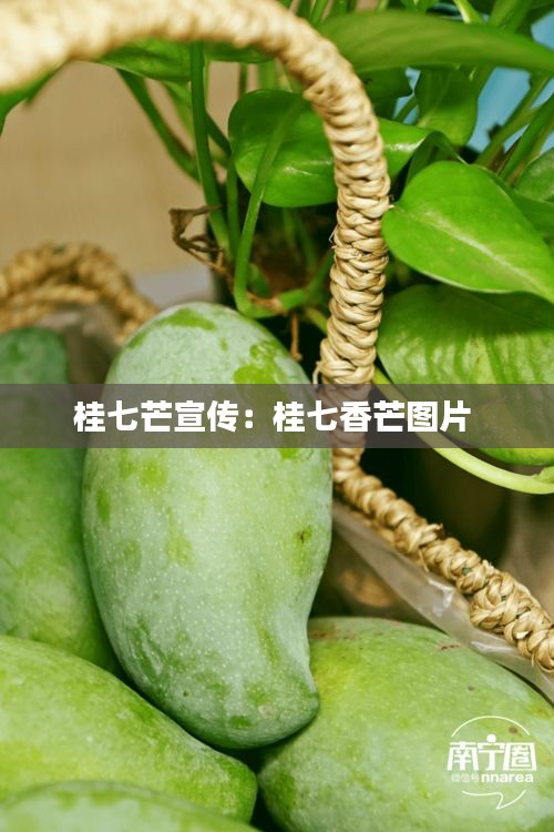 桂七芒宣传：桂七香芒图片 