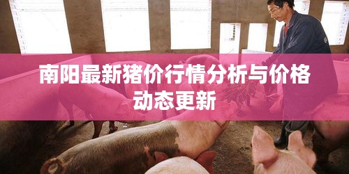 南阳最新猪价行情分析与价格动态更新