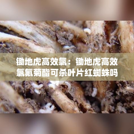 锄地虎高效氯：锄地虎高效氯氟菊酯可杀叶片红蜘蛛吗 