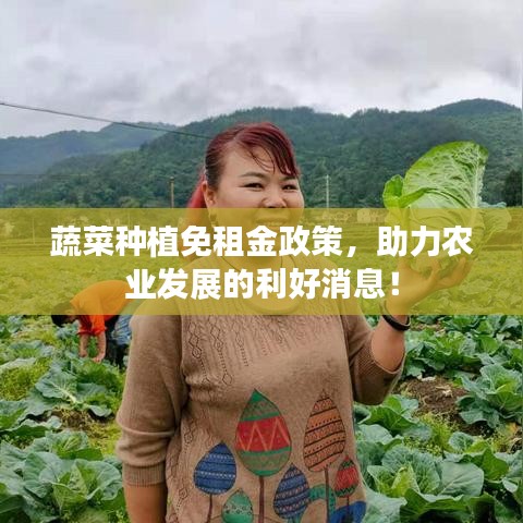 蔬菜种植免租金政策，助力农业发展的利好消息！