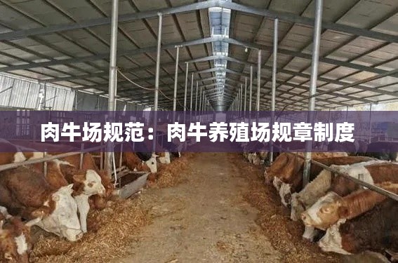 肉牛场规范：肉牛养殖场规章制度 