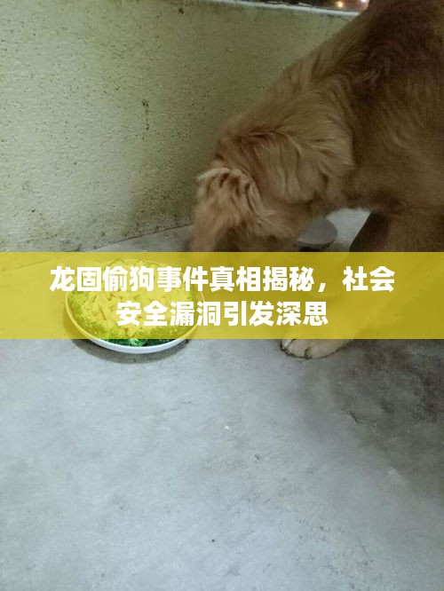 龙固偷狗事件真相揭秘，社会安全漏洞引发深思