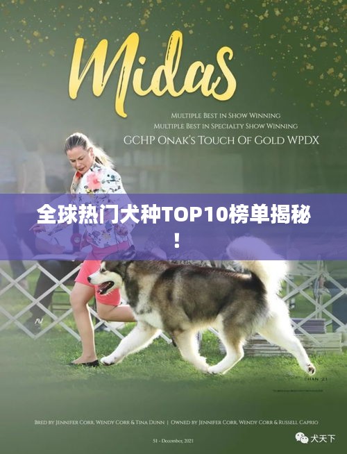 全球热门犬种TOP10榜单揭秘！