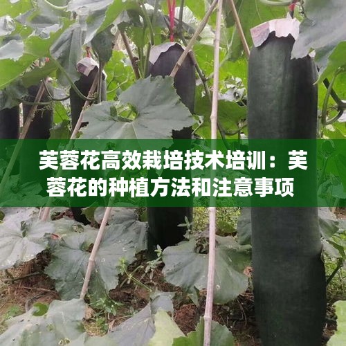 芙蓉花高效栽培技术培训：芙蓉花的种植方法和注意事项 