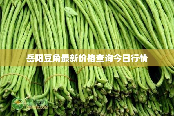 岳阳豆角最新价格查询今日行情