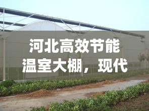 河北高效节能温室大棚，现代农业发展新篇章引领者