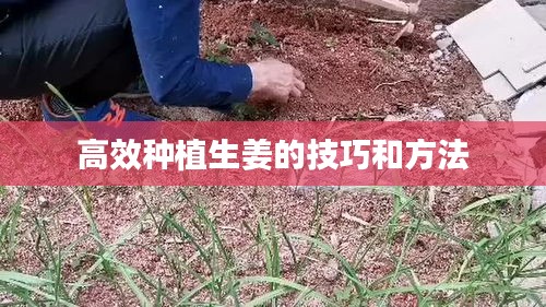 高效种植生姜的技巧和方法