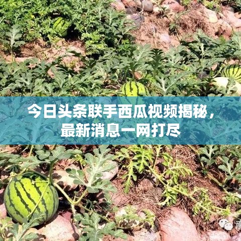 今日头条联手西瓜视频揭秘，最新消息一网打尽