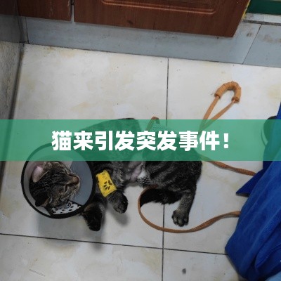 猫来引发突发事件！