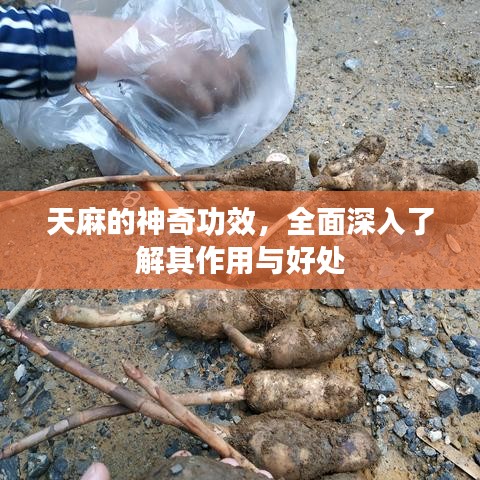 天麻的神奇功效，全面深入了解其作用与好处