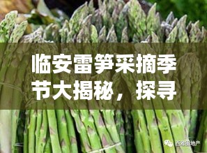 临安雷笋采摘季节大揭秘，探寻最佳落实时刻与利用季节