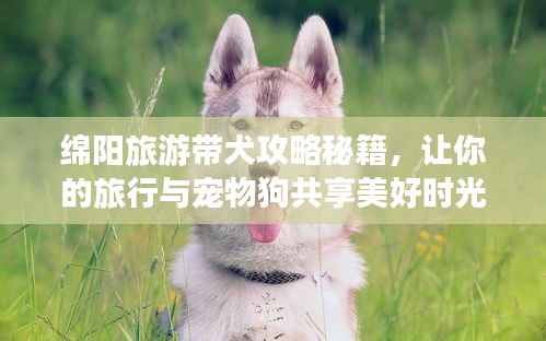 绵阳旅游带犬攻略秘籍，让你的旅行与宠物狗共享美好时光！