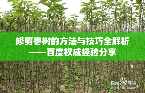 修剪枣树的方法与技巧全解析——百度权威经验分享