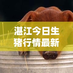 湛江今日生猪行情最新报价