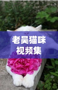 老吴猫咪视频集结，探索猫咪世界的精彩瞬间下载网站