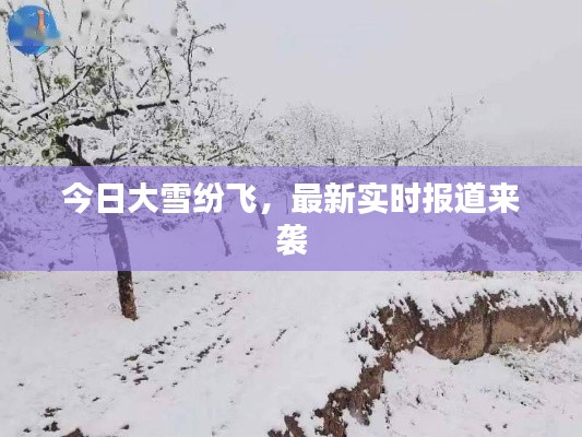 今日大雪纷飞，最新实时报道来袭