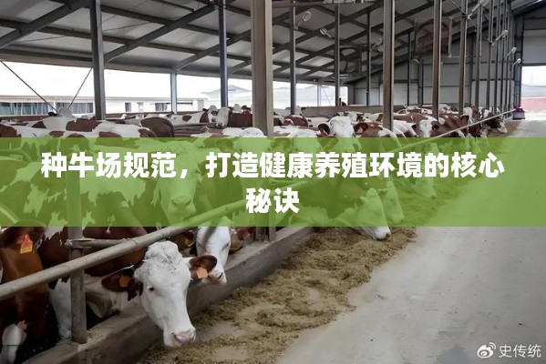 种牛场规范，打造健康养殖环境的核心秘诀